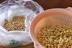 soybeans